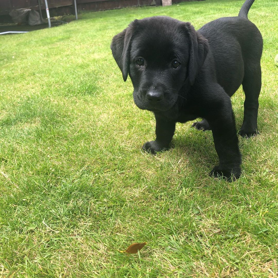 Labrador Retriever